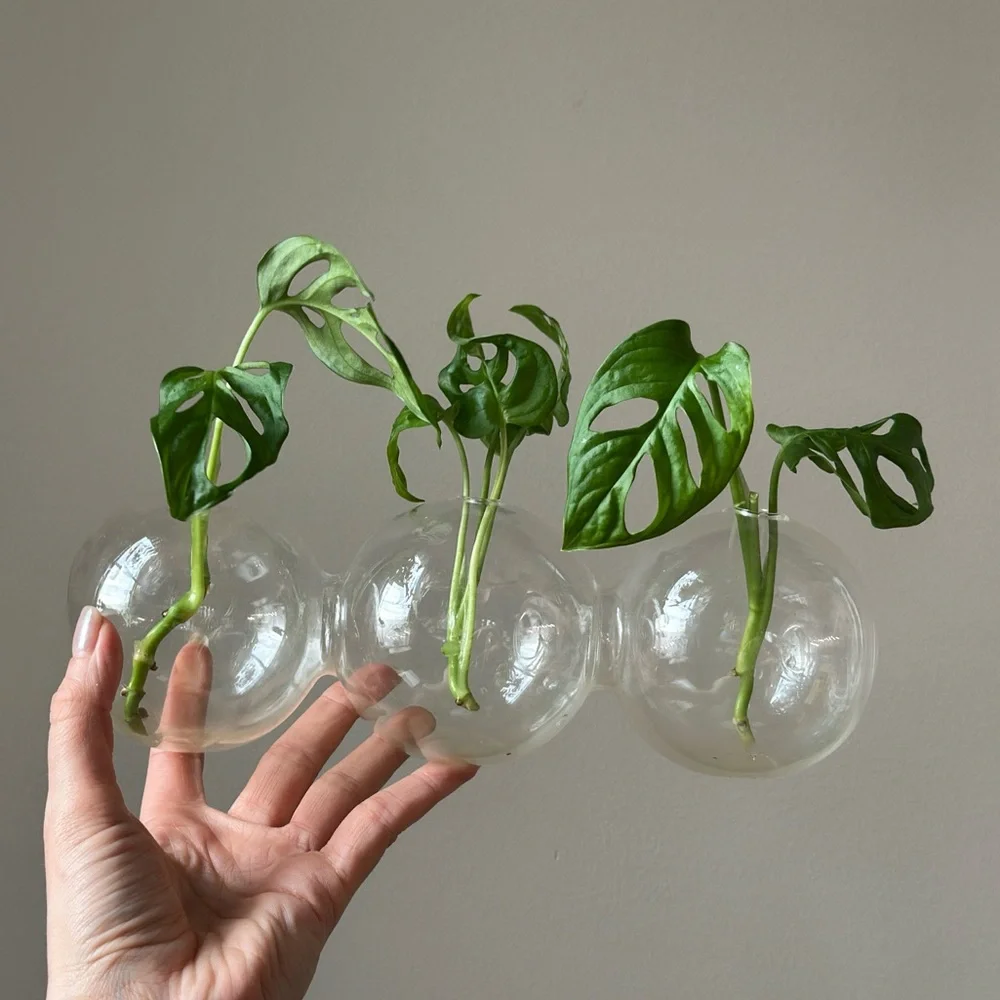 Plant Propagation Glass Bubble Vase Decor